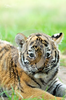 Siberian tiger cub