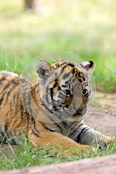 Siberian tiger cub