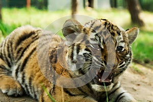 Siberian tiger cub