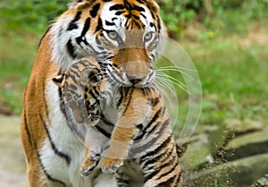 Siberian tiger with cub