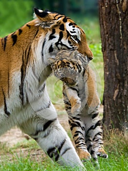 Siberian tiger with cub