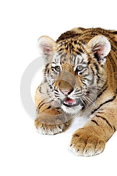 Siberian Tiger Cub