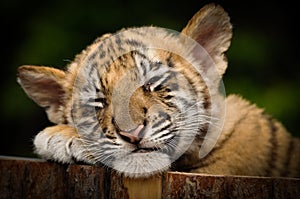 Siberian Tiger Cub (Panthera tigris altaica)