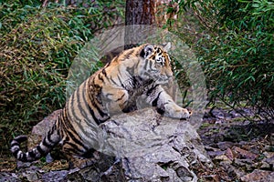 Siberian tiger cub, Panthera tigris altaica