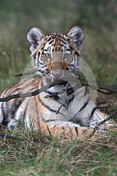 Siberian Tiger Cub (Panthera Tigris Altaica)