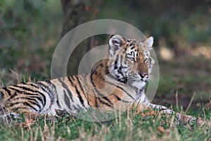 Siberian Tiger Cub (Panthera Tigris Altaica)