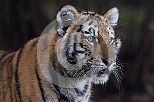 Siberian Tiger Cub (Panthera Tigris Altaica)