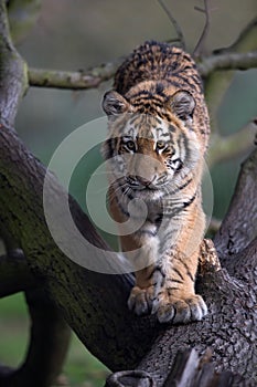 Siberian Tiger Cub (Panthera Tigris Altaica)