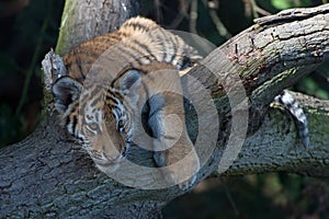 Siberian Tiger Cub(Panthera Tigris Altaica)