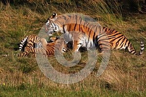 Siberian tiger with cubs