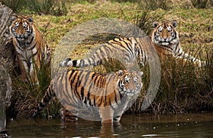 Siberian Tiger cubs photo