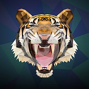 Growl siberian tiger vector photo