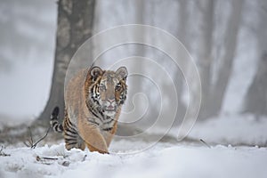 Siberian tiger in dark foggy winter day with lot of snow. Panthera tigris altaica
