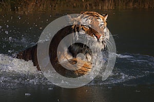 Siberian Tiger diving in frozen water