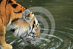 Siberian tiger drinking