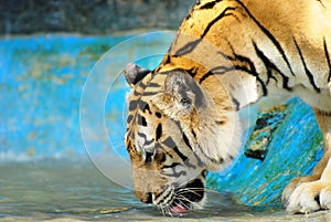 Siberian Tiger drinking