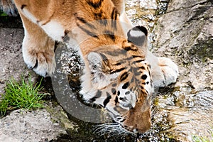 Siberian tiger drinking water