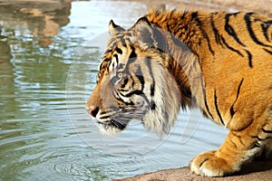 Siberian Tiger Drinking Water