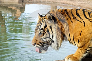 Siberian Tiger Drinking Water