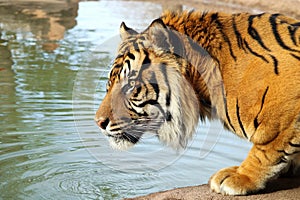 Siberian Tiger Drinking Water