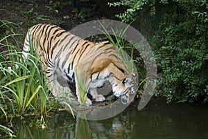 Siberian tiger