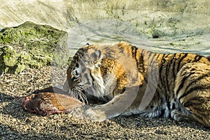 Siberian tiger eating a piece of meat.