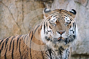 Siberian tiger. Elegant big cat. endangered predator. white,black,orange striped fur