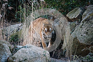 Siberian tiger. Elegant big cat. endangered predator. white,black,orange striped fur