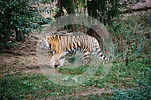 Siberian tiger. Elegant big cat. endangered predator. white,black,orange striped fur