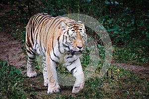 Siberian tiger. Elegant big cat. endangered predator. white,black,orange striped fur