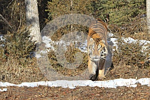 Siberian tiger exiting woods photo