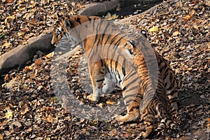 Siberian tiger family