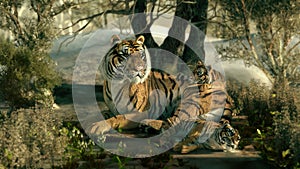 Siberian Tiger Family, 3d CG