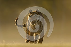 Siberian tiger from front side. Closeup to dangeours animal hunter. Siberian tiger, Panthera tigris altaica