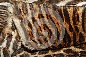 Siberian tiger fur coat