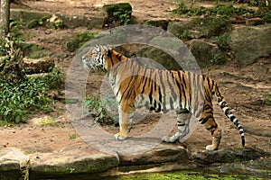 Siberian tiger in the grass directly to photographer.