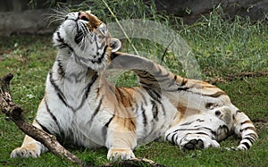 Siberian Tiger has an itch