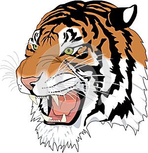 Siberian Tiger Head Illustration