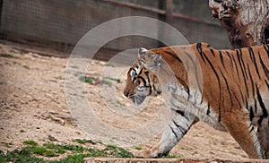 Siberian tiger in his enclosure at the zoosafari