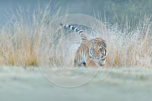 Siberian tiger hunting in high yellow grass. Low angle photo. Siberian tiger, Panthera tigris altaica.