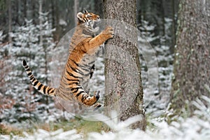 Siberian tiger hunting while jumping on the tree in pursuit of prey. Snow and cold action scene.