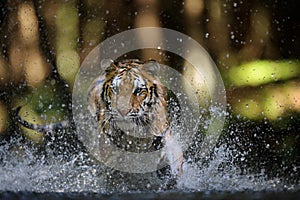 Siberian tiger hunting in the river from closeup front view