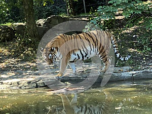 Siberian tiger `Irina` Panthera tigris altaica, Der Sibirische Tiger, Amurtiger, Ussuritiger, Tigre siberiana, dell`Amur, Tigre