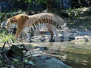 Siberian tiger `Irina` Panthera tigris altaica, Der Sibirische Tiger, Amurtiger, Ussuritiger, Tigre siberiana, dell`Amur, Tigre