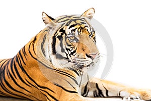 Siberian tiger isolated