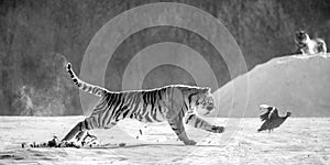 Siberian tiger in a jump catches its prey. Very dynamic shot. Black and white. China. Harbin. Mudanjiang province.