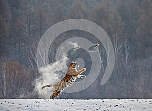 Siberian tiger in a jump catches its prey. Very dynamic shot. China Harbin. Mudanjiang province. Hengdaohezi park.