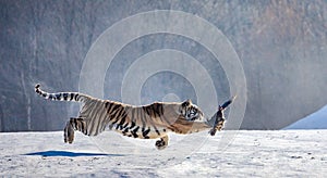 Siberian tiger in a jump catches its prey. Very dynamic shot. China Harbin. Mudanjiang province. Hengdaohezi park.