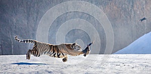 Siberian tiger in a jump catches its prey. Very dynamic shot. China Harbin. Mudanjiang province. Hengdaohezi park.