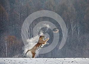 Siberian tiger in a jump catches its prey. Very dynamic shot. China Harbin. Mudanjiang province. Hengdaohezi park.